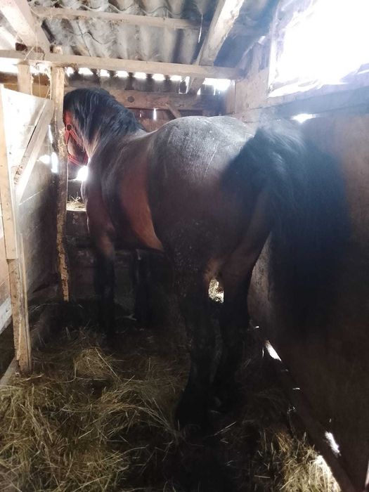 Vand sau schimb  manz de 2 ani