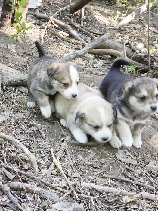 Щенки в любящую семью