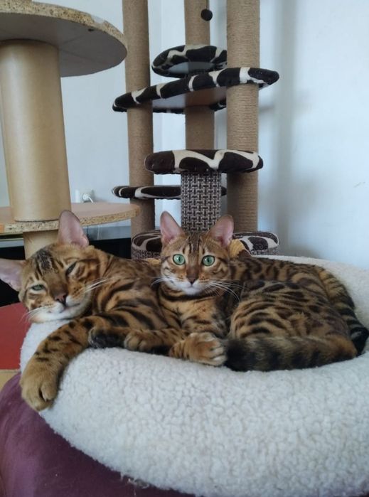 Бенгальские котята