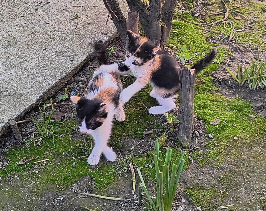 Pui pisica -spre adoptie-gratis