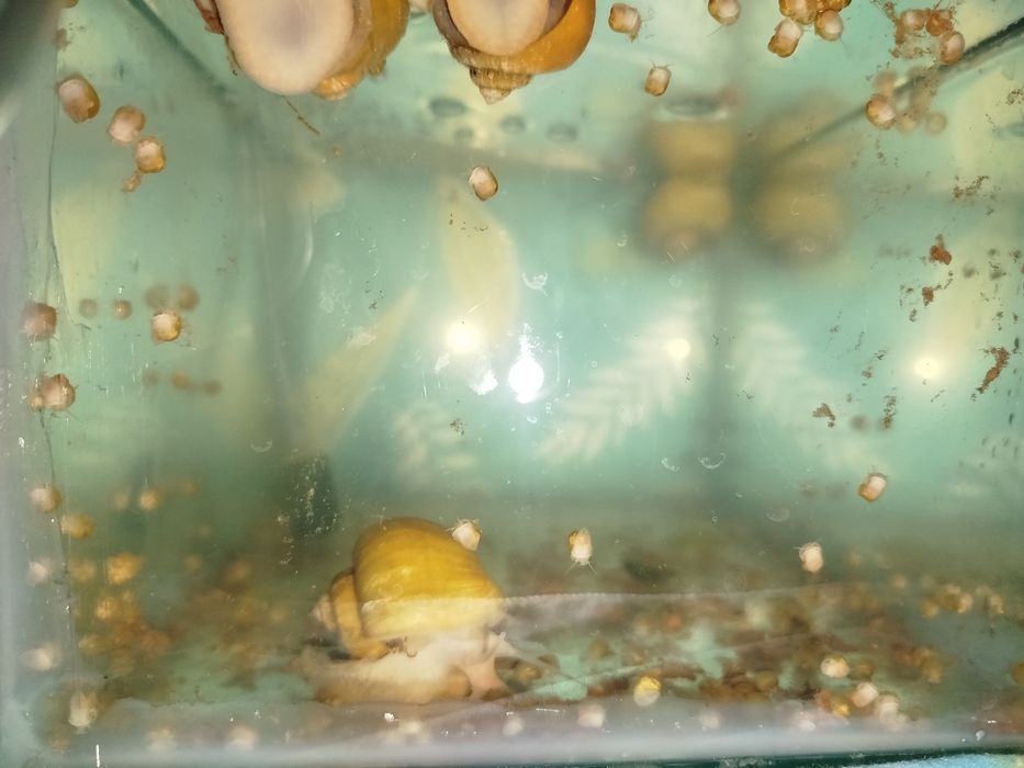 Продаются улитки ампулярий