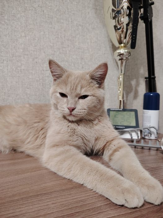 Срочно отдам котика