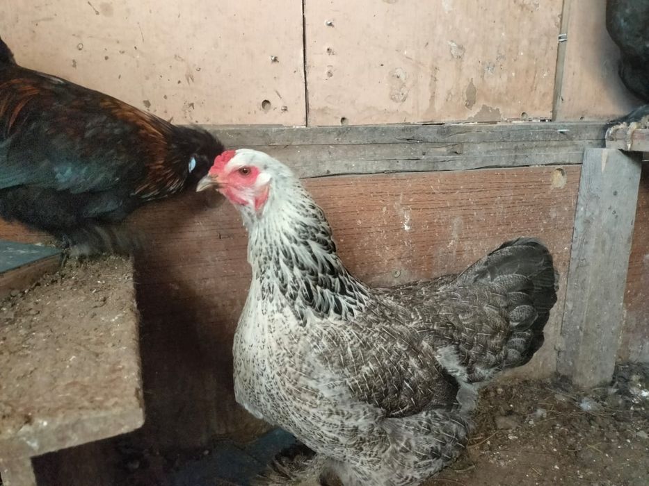 Продаются куры брама