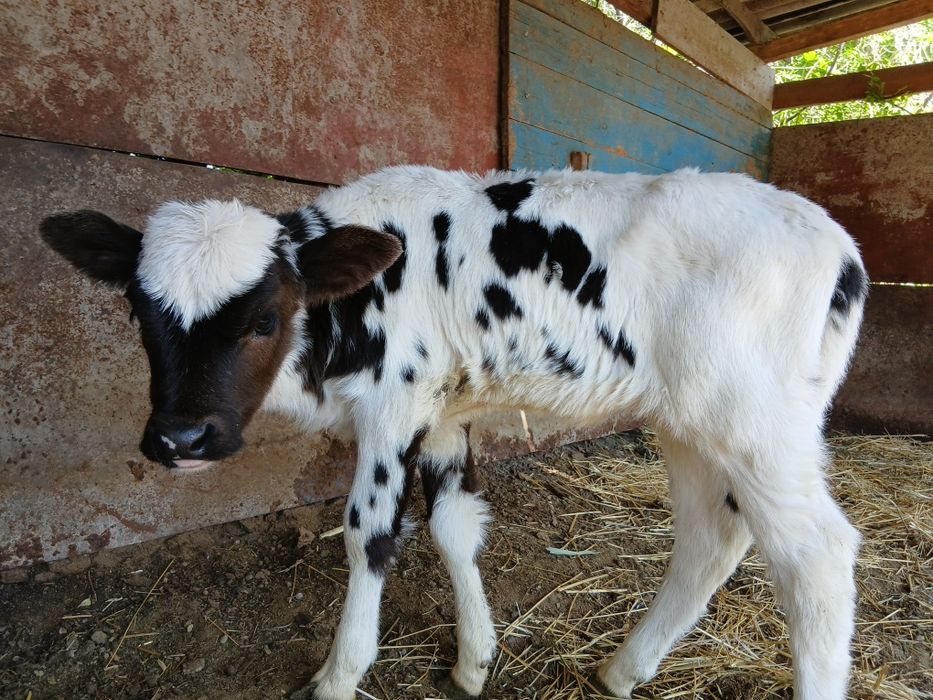 Продаются Телёнки