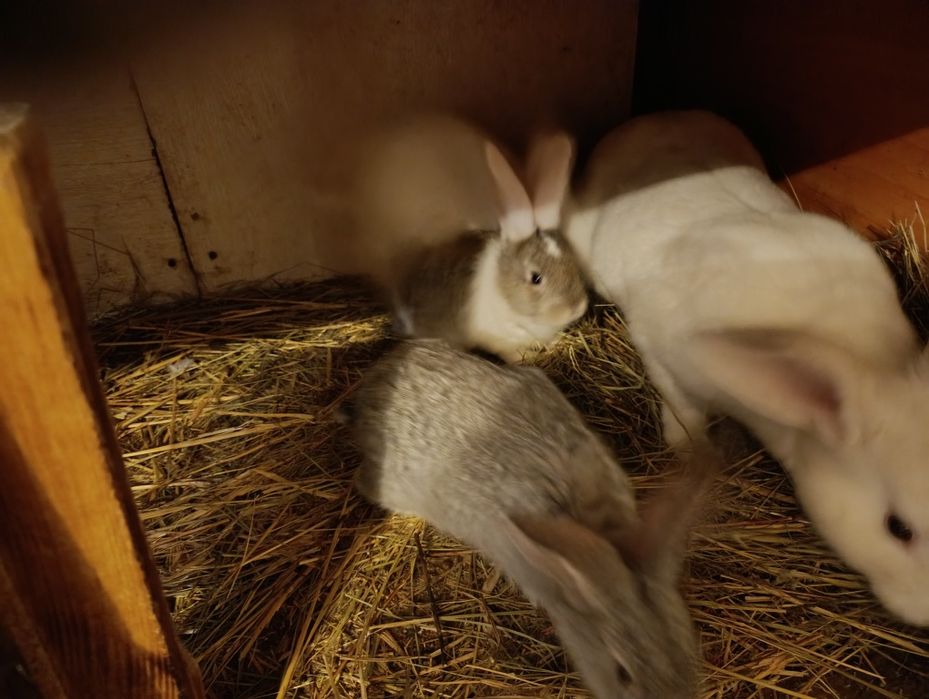 Продам крольчат породы великан