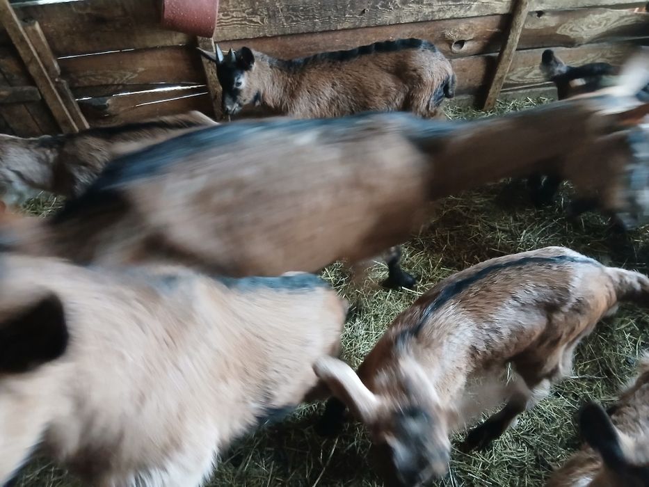 Vând sau schimb iezi