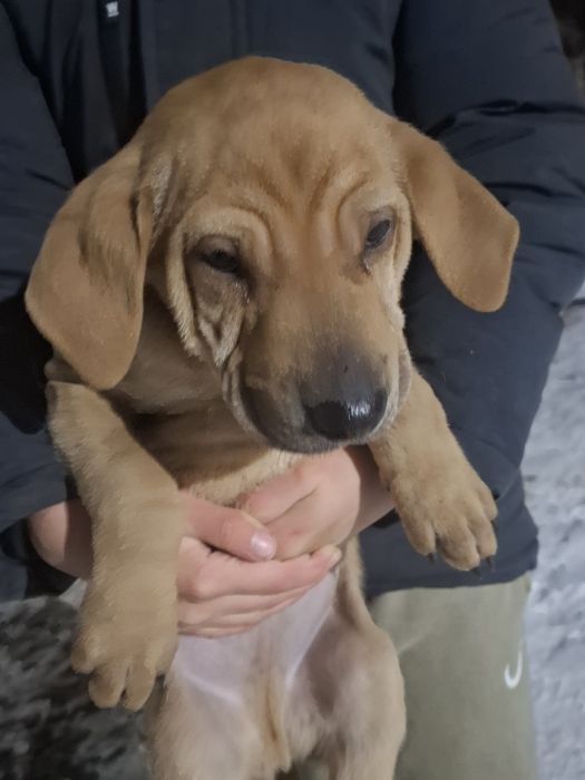 Щенята маленькие