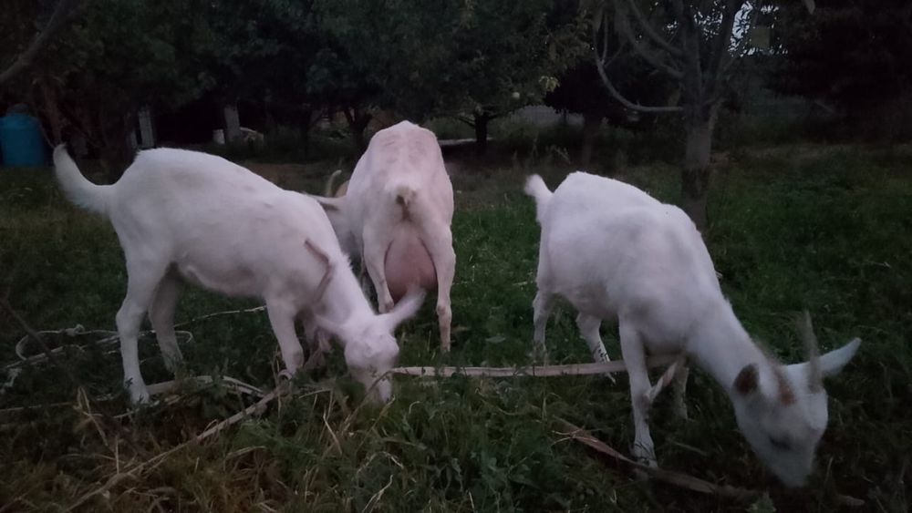 Ешкі + 2 Лағымен