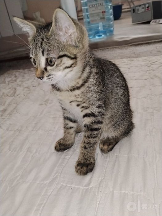 Пристраиваются две кошечки, бесплатно!