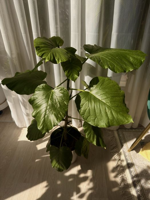Продам Фикус Умбелата