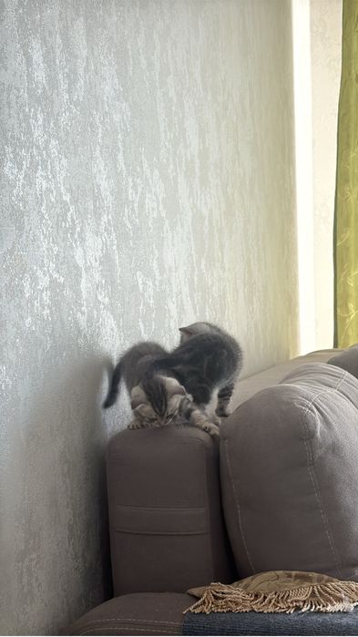 Продаются шотландские котята