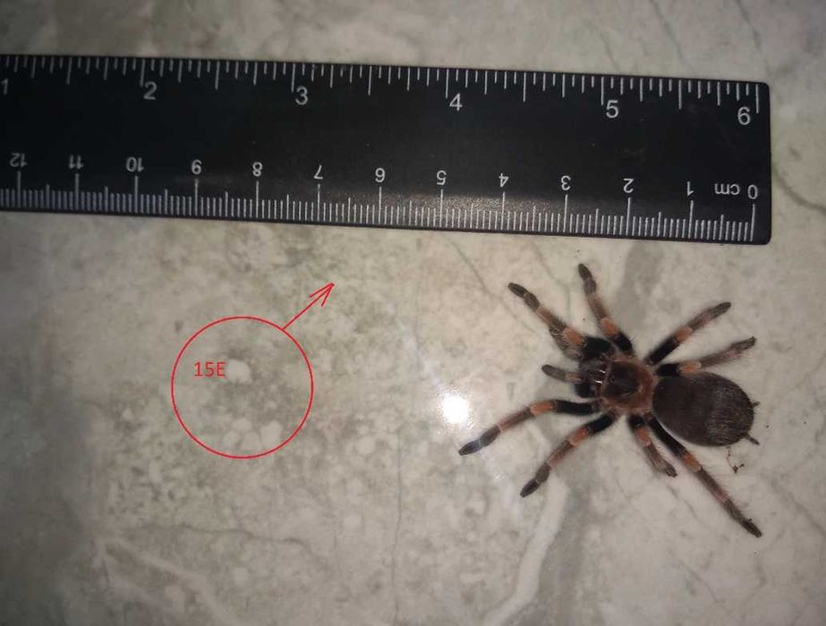 Tarantula - Тарантyла