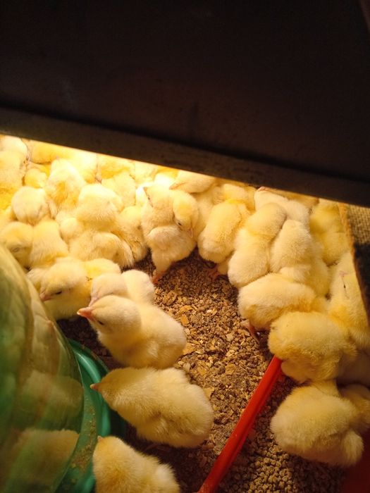 Продам суточный бройлер