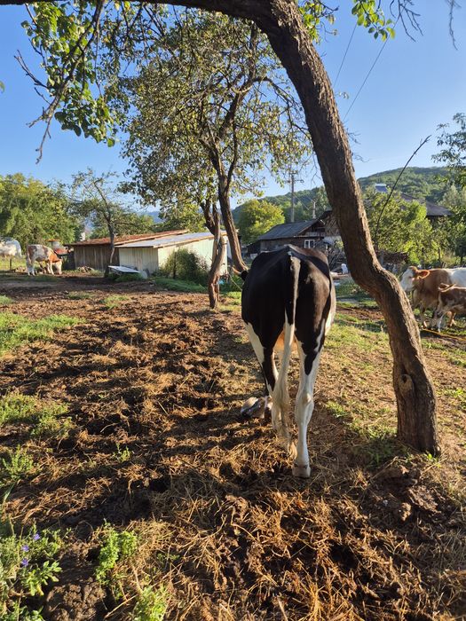 Vând junincă holstein 1 an și 7 luni