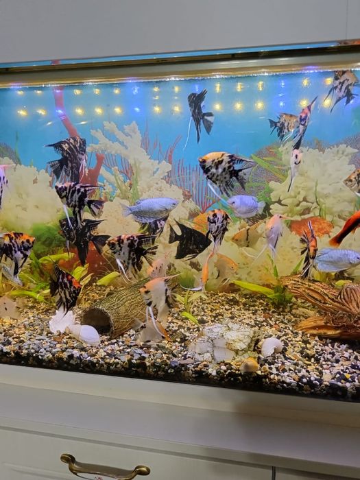 Аквариум 200л.