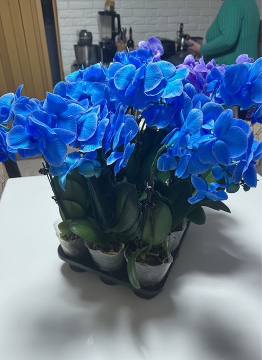 Орхидеи 8 сортов цветущие