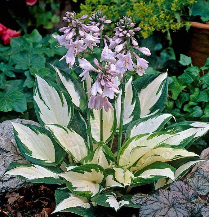 Хосты в горшочках сортовые.