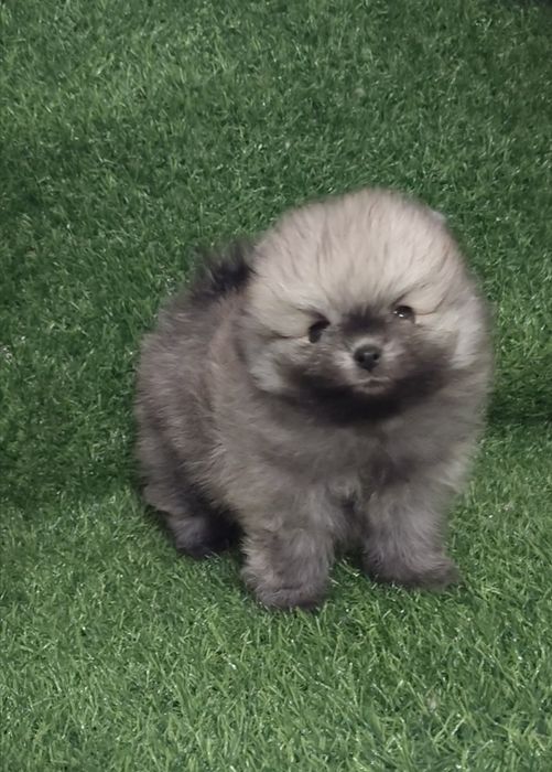 Щенки мини шпица разных окрасов