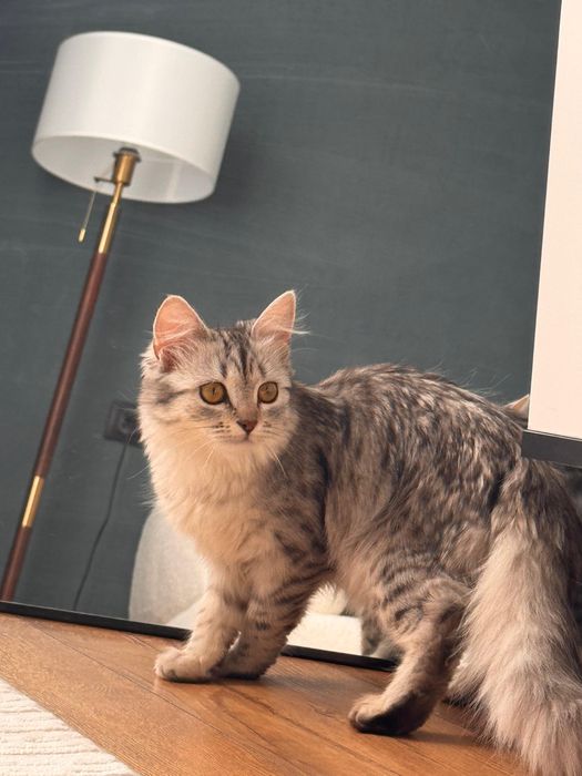 Отдам котенка в добрые руки