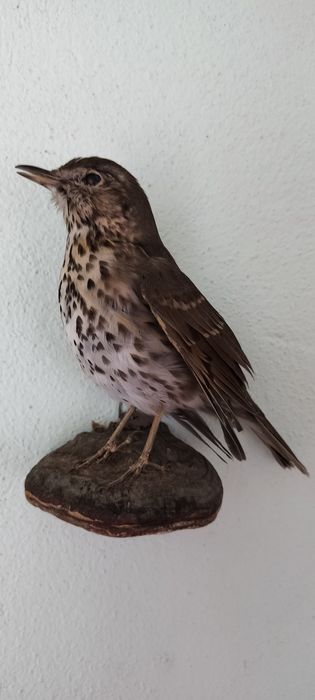 Păsări naturalizate (împăiate)