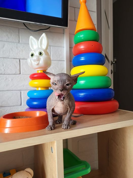 Донские Сфинксики.