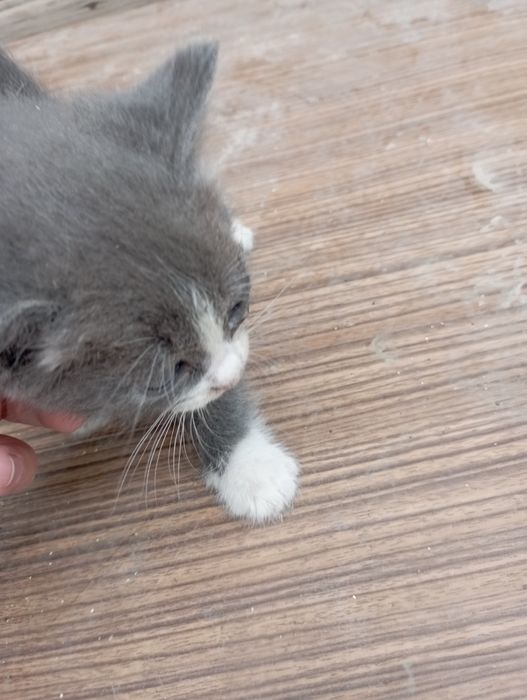Продажа котят месячные