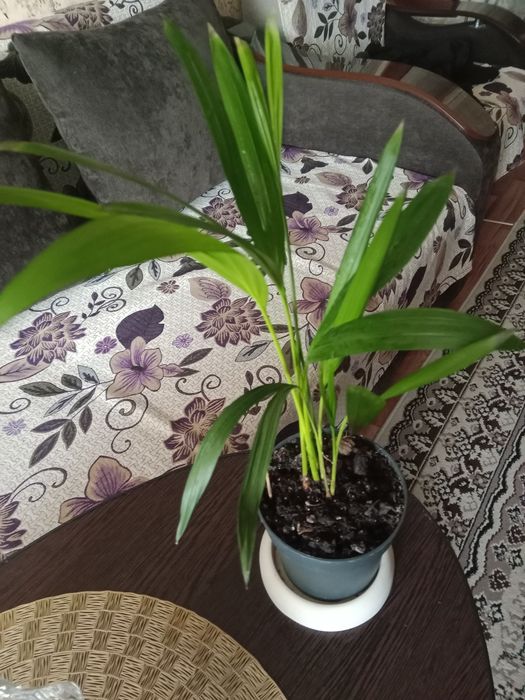 Дипсис пальма продам