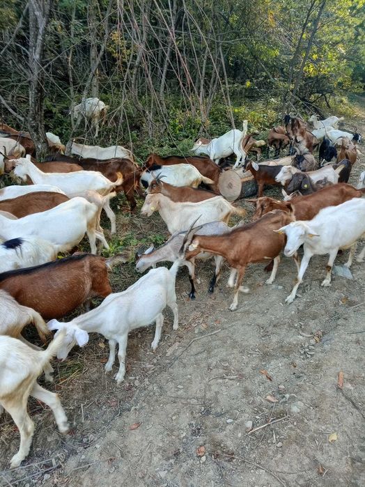 Продавам кози кръстоски
