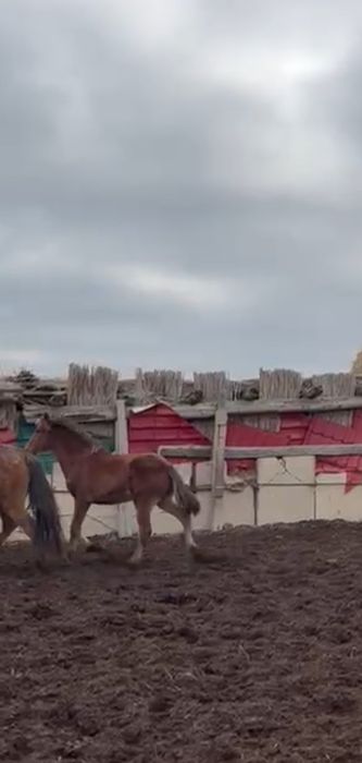 Жабагы сатылады 2 еркек