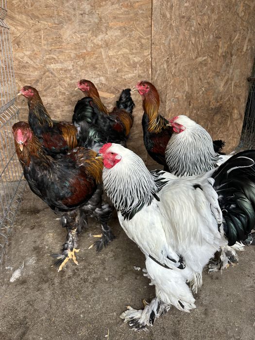 Disponibile pasari brahma