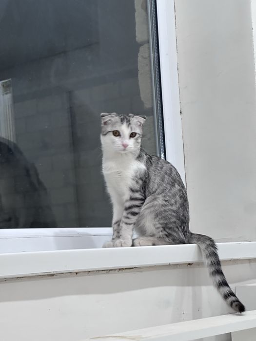 Шотландский мысык сатлады