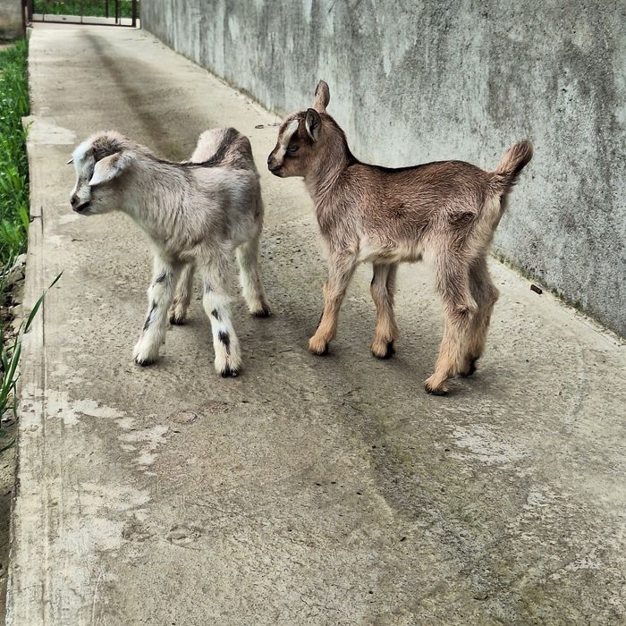 Ешкі Козлята,лақ