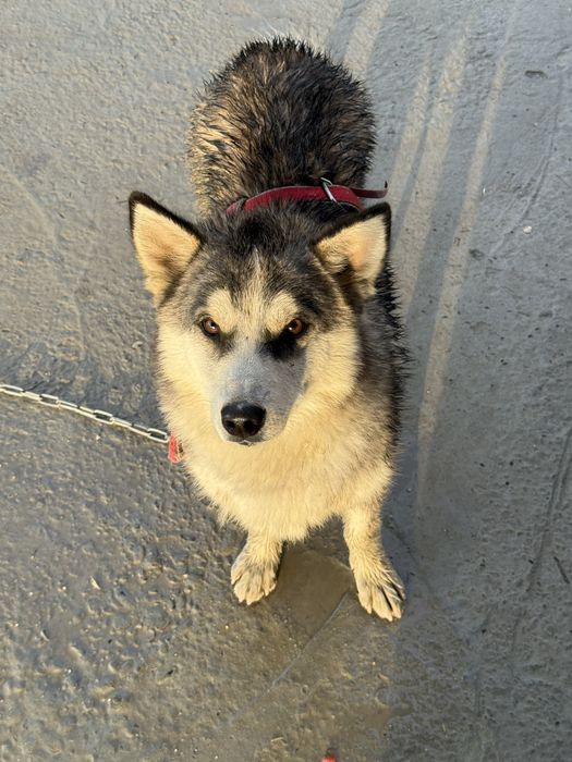 Sotiladi Husky aralash kuchuk