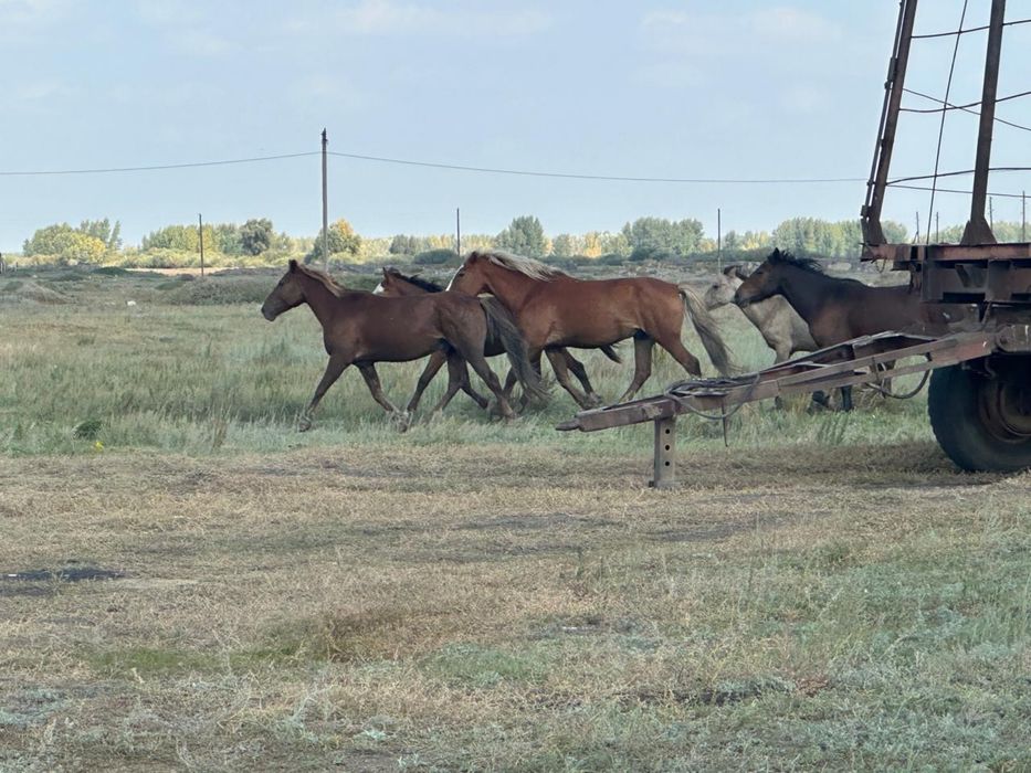 Продам срочно лошадей