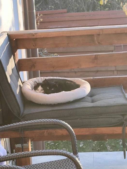 Pisici dragute  spre donare