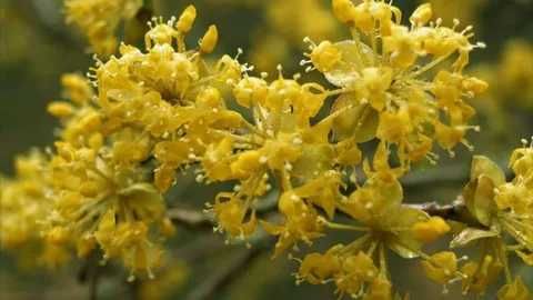 Плодоносящие кусты КИЗИЛА