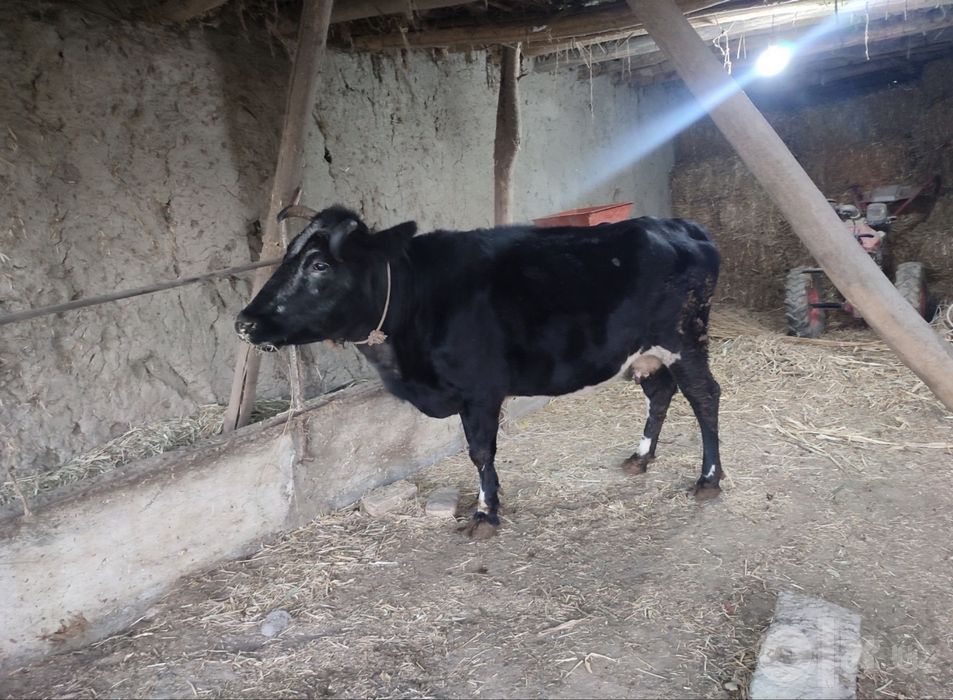 yemlangan sigir sotiladi