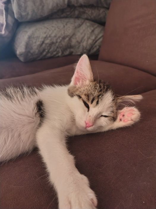 Котёнок в добрые руки