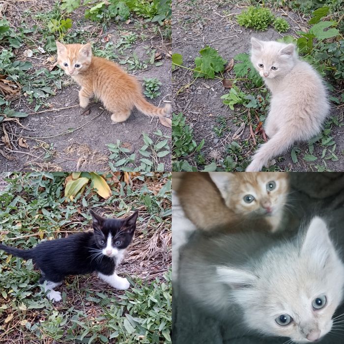 Котята в добрые руки