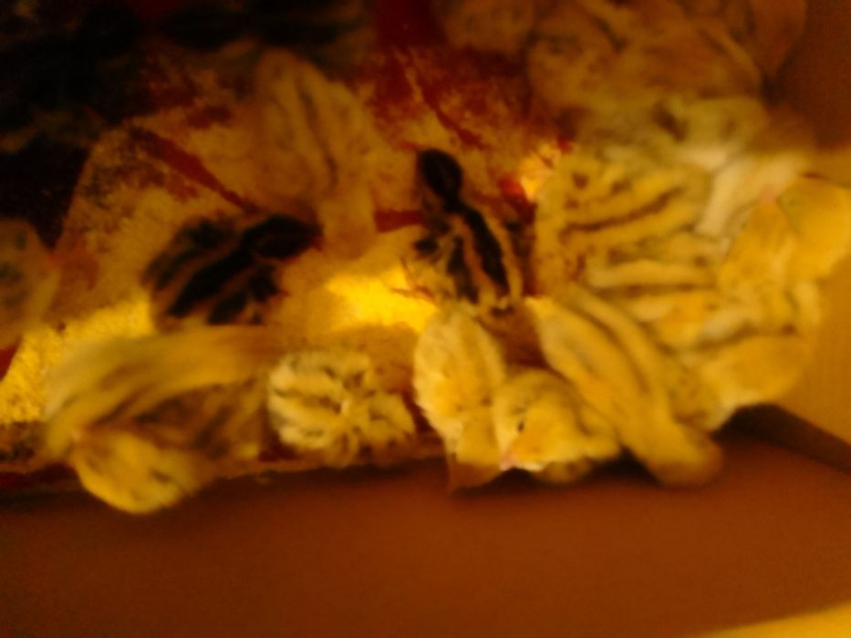 Pui de prepeliță ,prepelițe și ouă de prepeliță de vânzare