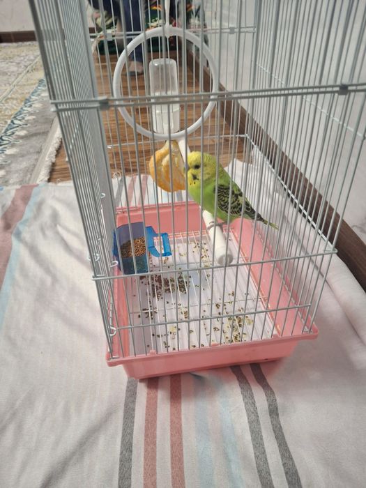 Попугай сатылады. Үйшігімен. Бағасы: 6000тг.