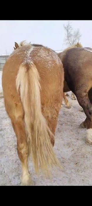 Продаются тяжеловозные кобылы 9 голов.