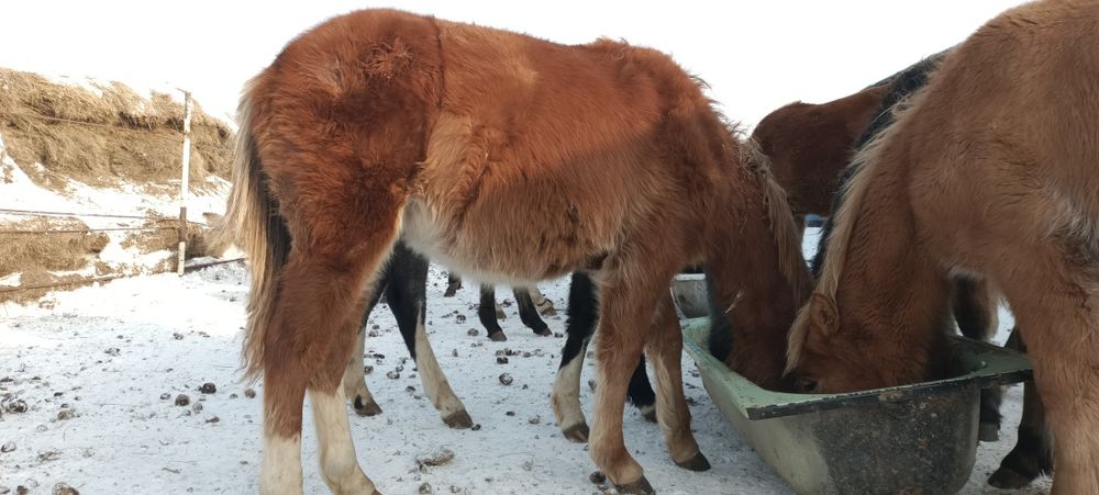 Семіз жылқы жирный конина