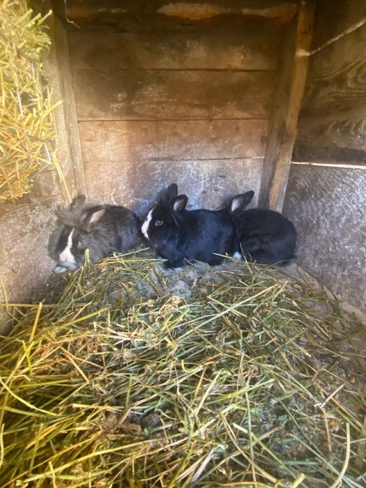 Vand iepuri cap de leu