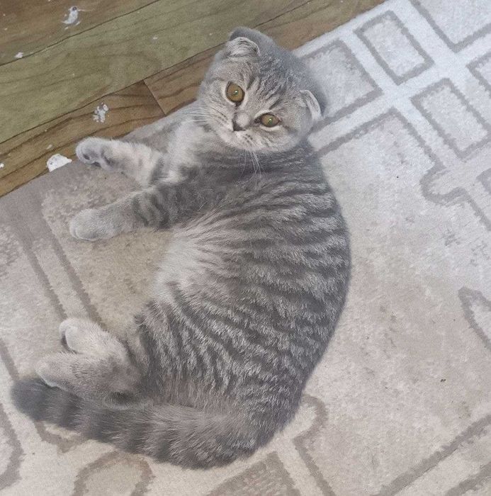 Кошка Нелли. Скотиш фолд