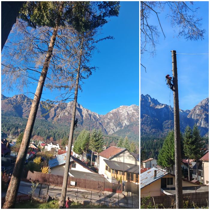 Toaletare copaci. Doborare Copaci. Servicii Alpinisti
