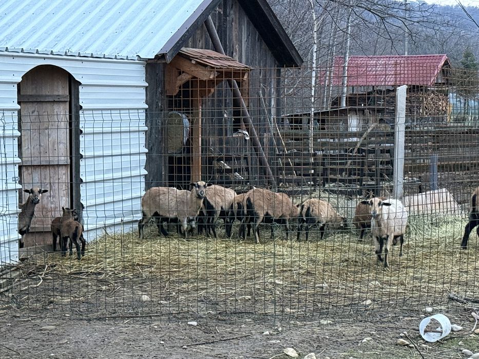 Vand oi Camerun fatate si gestante