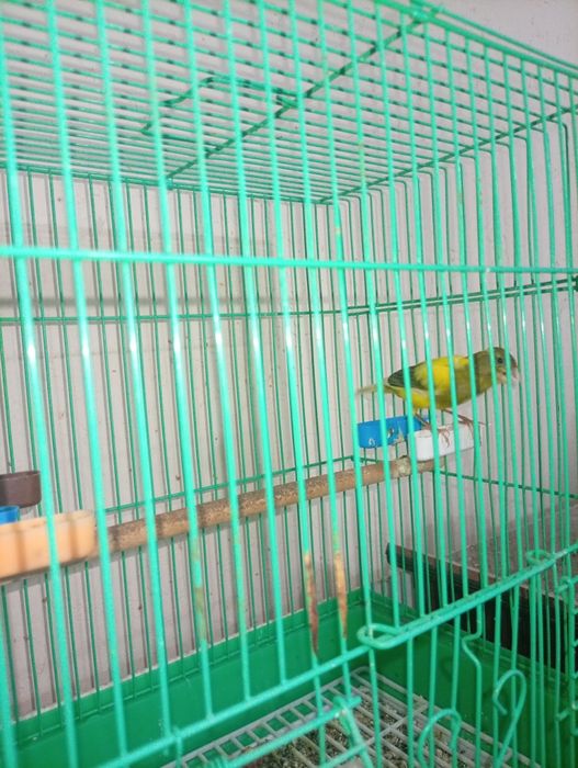 Канарейка "KANAREYKA"