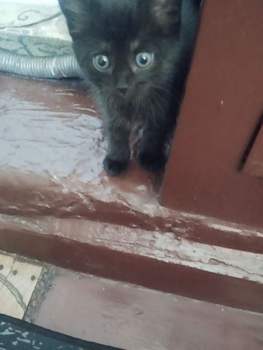 Отдам котёнка девочка