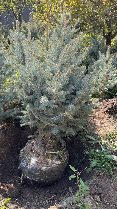 Галубой ель кримский.Galuboy el krimskiy